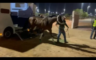 PASCO STAKES WINNER BOOK’EM DANNO, RYAN LOOK TO SAUDI DERBY