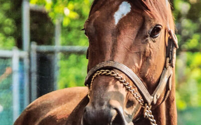 BOOK’EM DANNO A FINALIST FOR ECLIPSE MALE SPRINTER AWARD