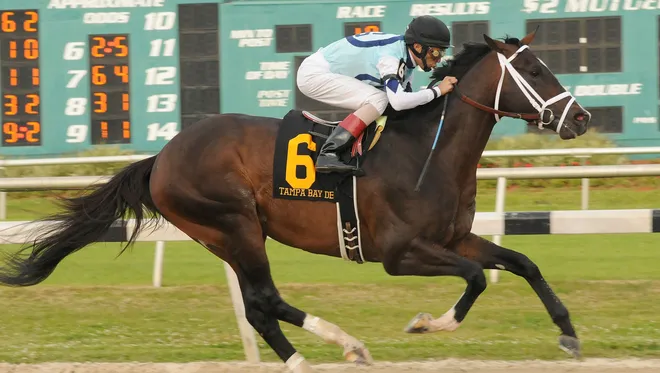 Verrazano on the track