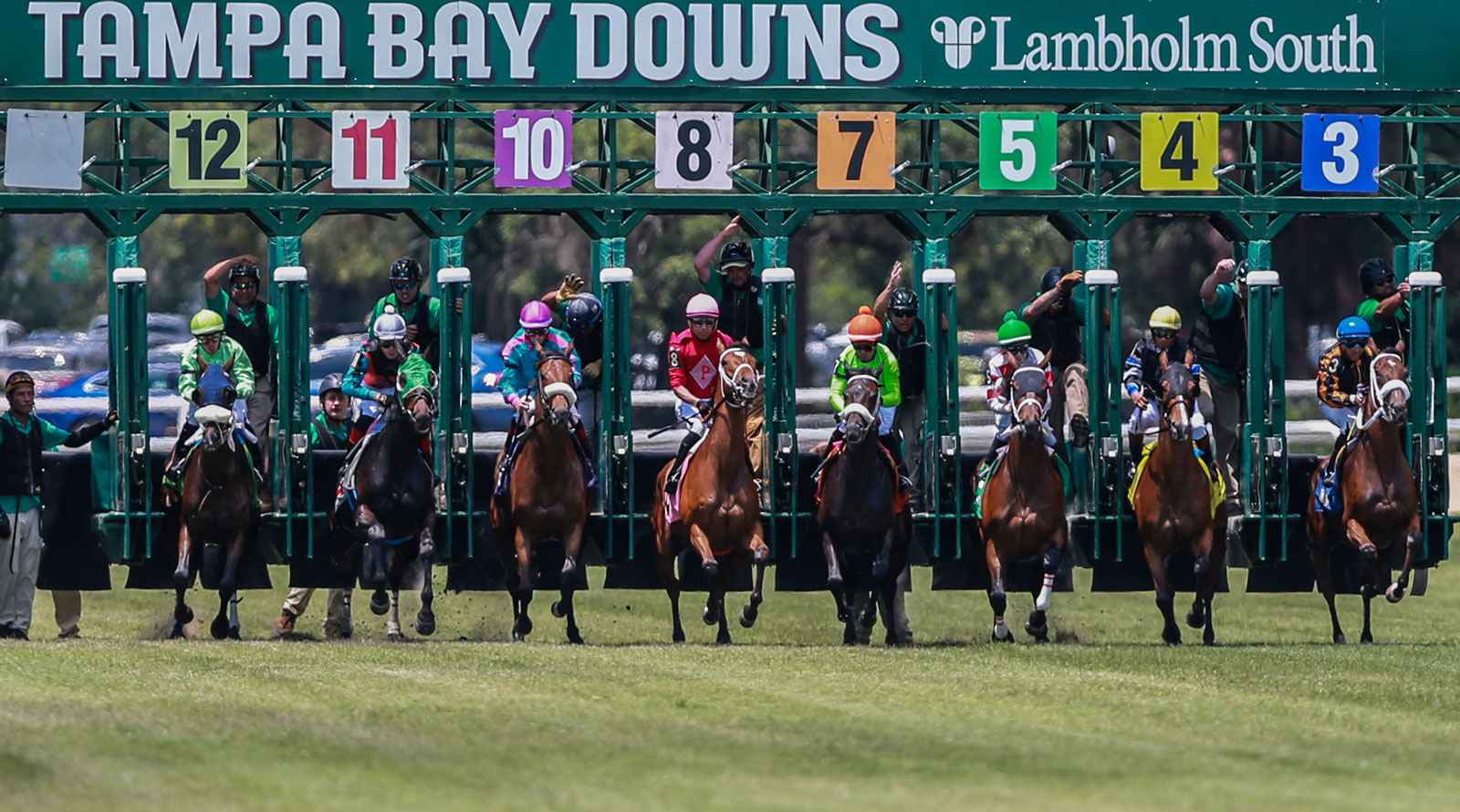 Horses leaving the starting gate at Tampa Bay Downs